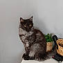 Artémis participe au concours pour gagner de l'argent avec cette photo : cat, fluffy, gray, yellow_eyes, table, basket, plant, indoor, pet, feline, sitting, fur, domestic_animal, houseplant, decor, still_life, animal, cute, relaxed, home