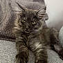 Artémis participe au concours pour gagner de l'argent avec cette photo : cat, gray_cat, fluffy, pet, indoor, couch, blanket, relaxed, feline, close_up, portrait, animal, fur, whiskers, ears, paws, home, cozy, resting, cute