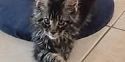 Vera a rejoint le concours — aidez-le/la à gagner de superbes lots ! animal, cat, furniture, kitten, manx, pet