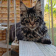 Vera participe au concours pour gagner de l'argent avec cette photo : animal, cat, closeup, daylight, ears, enclosure, fence, fluffy, fur, greenery, mesh, nature, outdoor, pet, relaxed, rope, swing, tabby, whiskers, wooden_plank