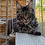 animal, cat, closeup, daylight, ears, enclosure, fence, fluffy, fur, greenery, mesh, nature, outdoor, pet, relaxed, rope, swing, tabby, whiskers, wooden_plank