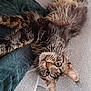 Vera a rejoint le concours — aidez-le/la à gagner de superbes lots ! animal, blanket, cat, cozy, curious, cute, ears, fluffy, fur, furniture, gray_couch, green_eyes, indoor, lounging, mammal, pet, relaxed, tabby, upside_down, whiskers