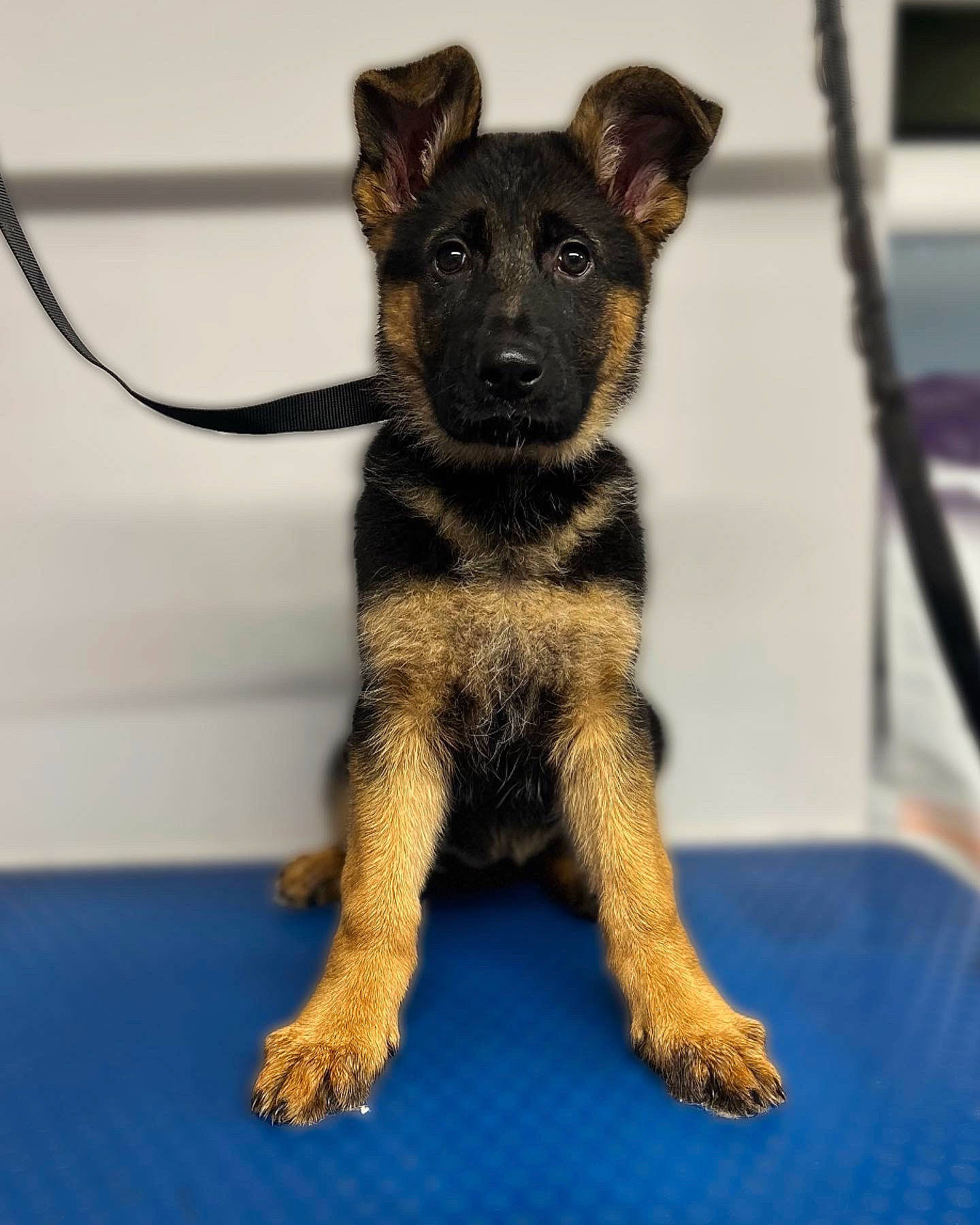 Arna is registered to the contest to win money with this photo: canidae, carnivore, companion_dog, dog, dog_breed, dog_supply, fawn, flooring, fur, guard_dog, leash, paw, snout, sporting_group, tail, terrestrial_animal, toy, toy_dog, working_animal, working_dog