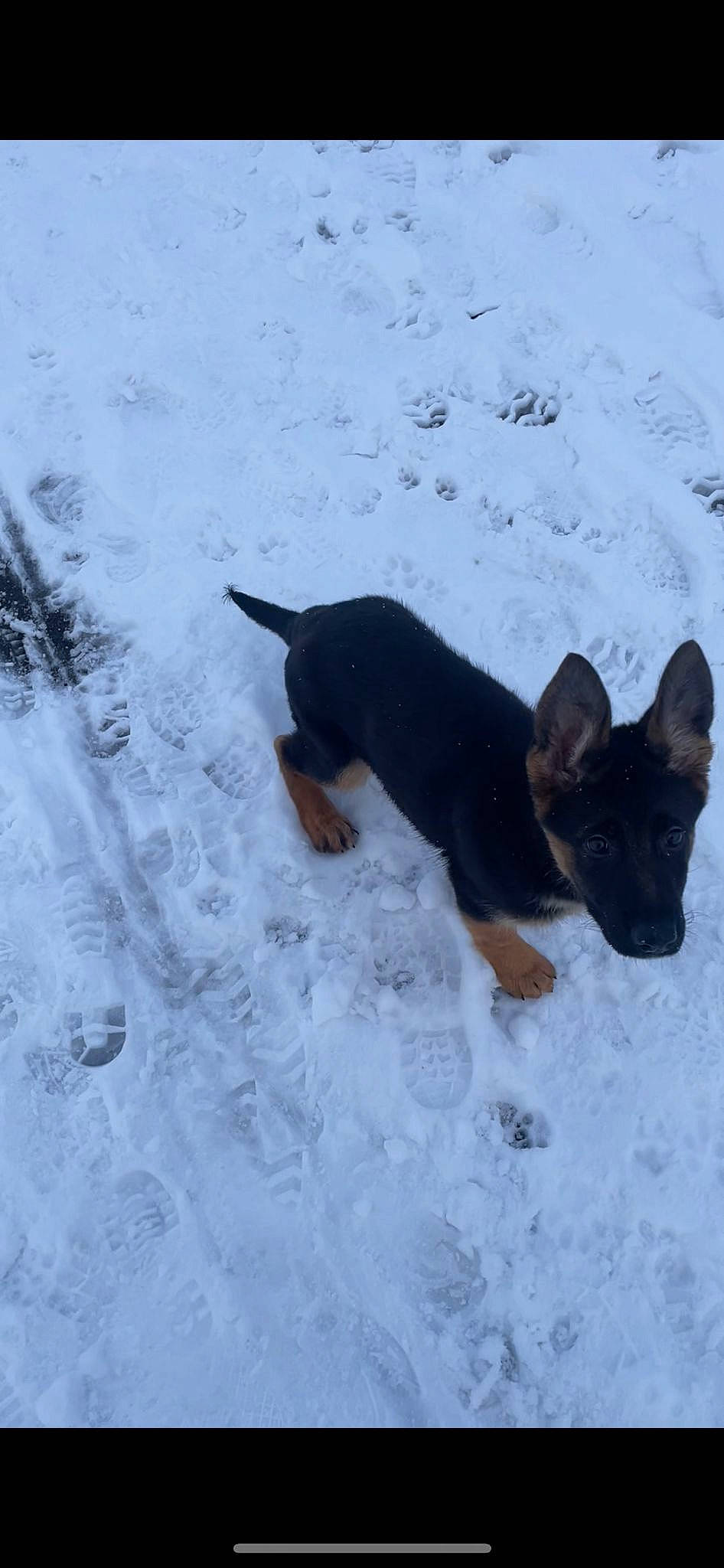 Arna is registered to the contest to win money with this photo: canidae, carnivore, companion_dog, dog, dog_breed, freezing, guard_dog, pinscher, prazsky_krysarik, snow, sporting_group, tail, toy_dog, winter, working_dog