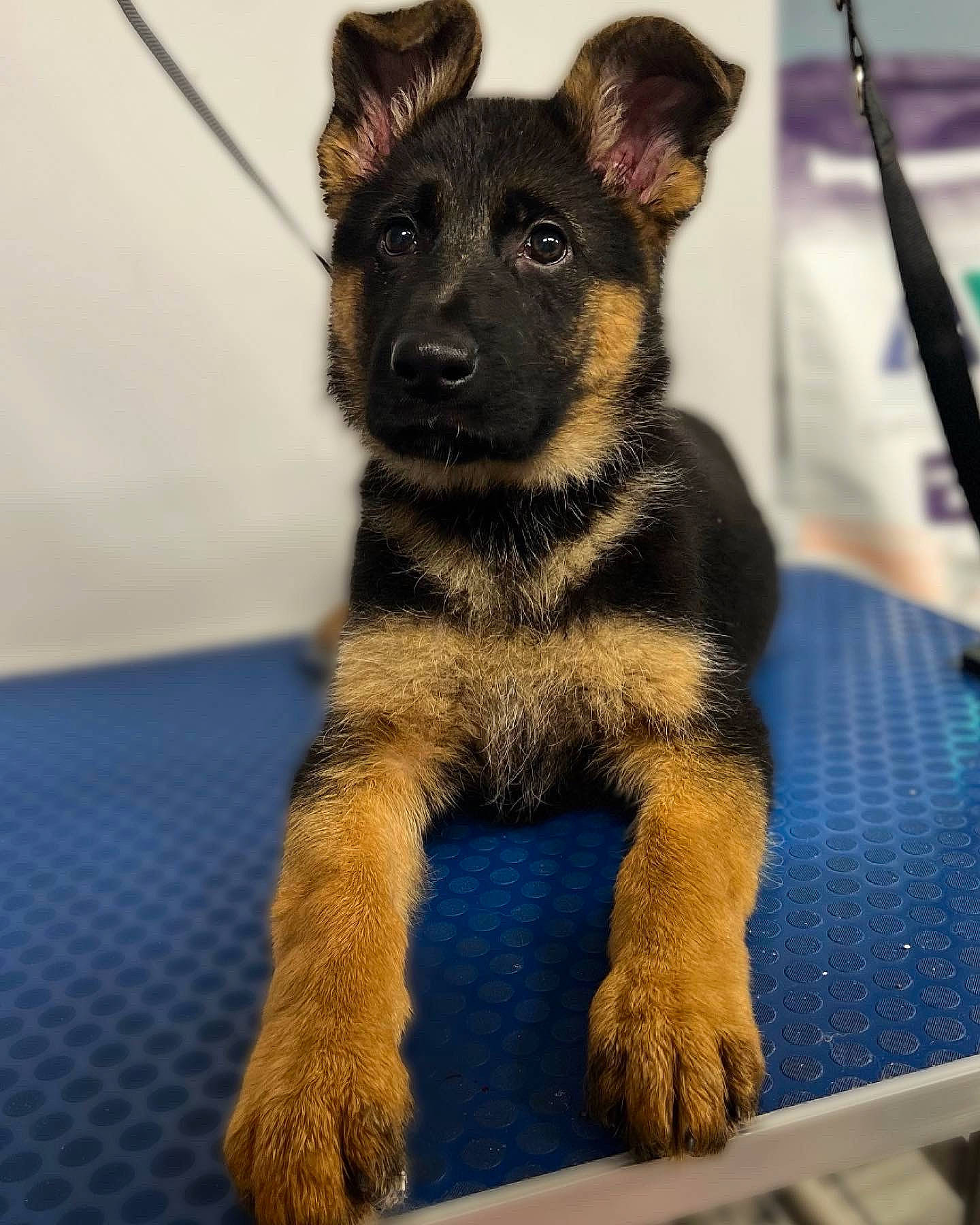 Arna joined the competition — help win amazing prizes! canidae, carnivore, collar, companion_dog, dog, dog_breed, dog_supply, fawn, fur, german_shepherd_dog, guard_dog, paw, puppy, sporting_group, tail, terrestrial_animal, toy_dog, whiskers, working_animal, working_dog