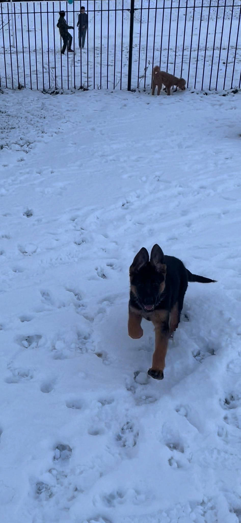 Arna joined the competition — help win amazing prizes! arctic, canidae, carnivore, dog, dog_breed, freezing, fur, guard_dog, hunting_dog, playing_in_the_snow, precipitation, recreation, slope, snow, sporting_group, tail, winter, winter_storm, working_dog