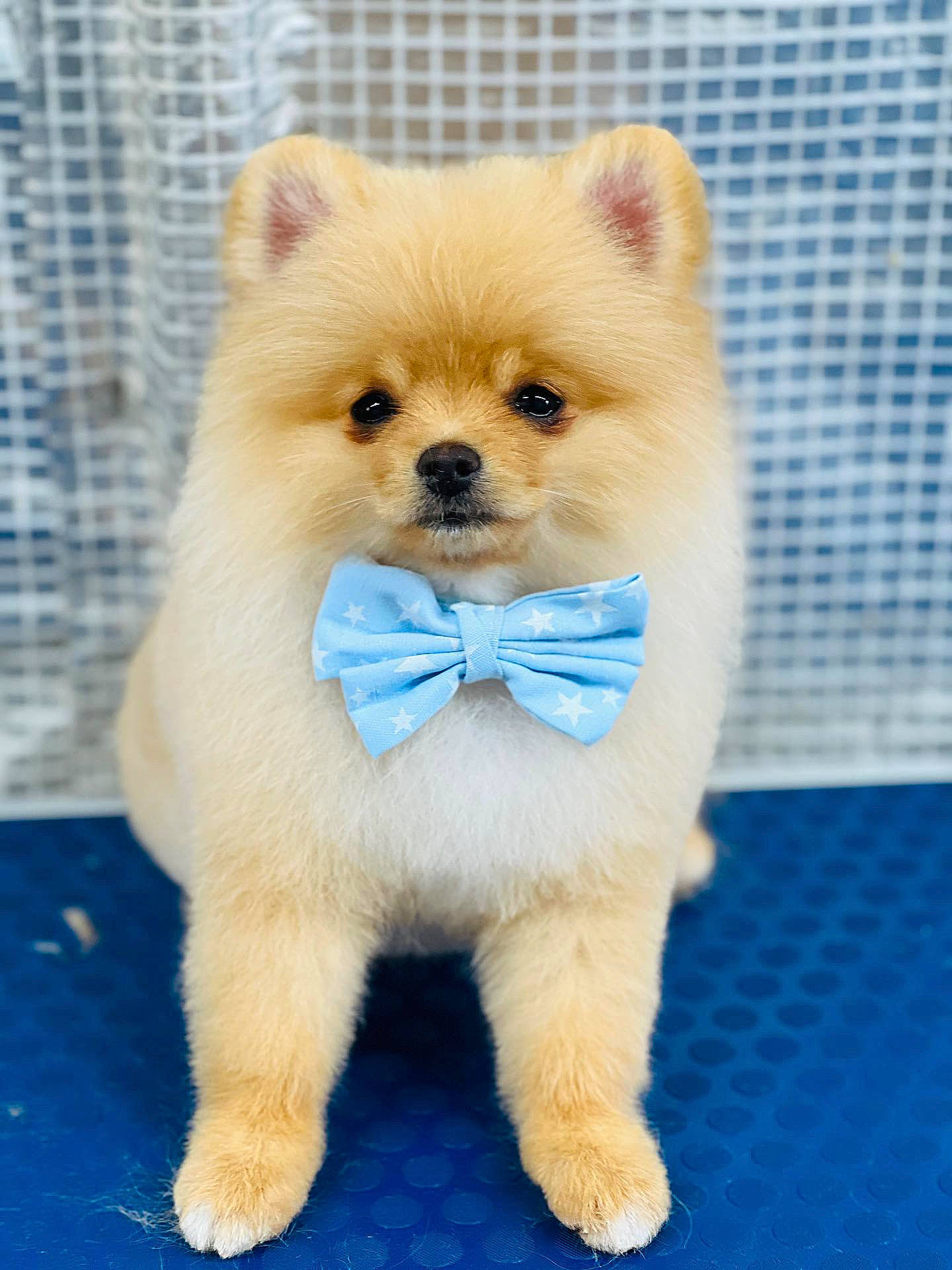 Kenny is registered to the contest to win money with this photo: ancient_dog_breeds, canidae, carnivore, companion_dog, dog, dog_breed, dog_supply, electric_blue, fawn, fur, non_sporting_group, puppy, snout, spitz, sporting_group, tail, terrestrial_animal, working_animal