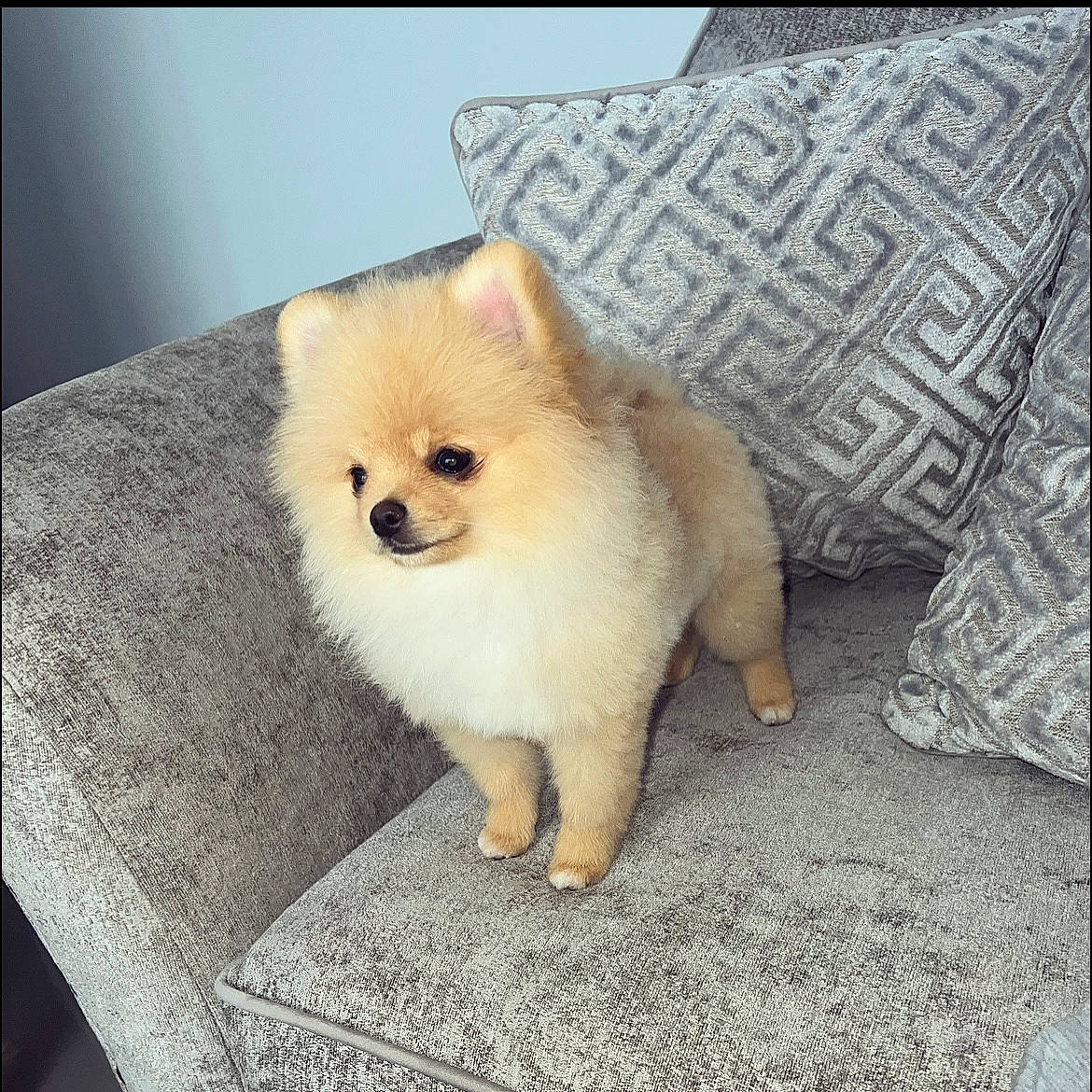 Kenny is registered to the contest to win money with this photo: canidae, carnivore, companion_dog, corgi_chihuahua, dog, dog_breed, fawn, fur, german_spitz, german_spitz_klein, german_spitz_mittel, rectangle, snout, spitz, tail, terrestrial_animal, toy_dog, volpino_italiano, whiskers, working_animal