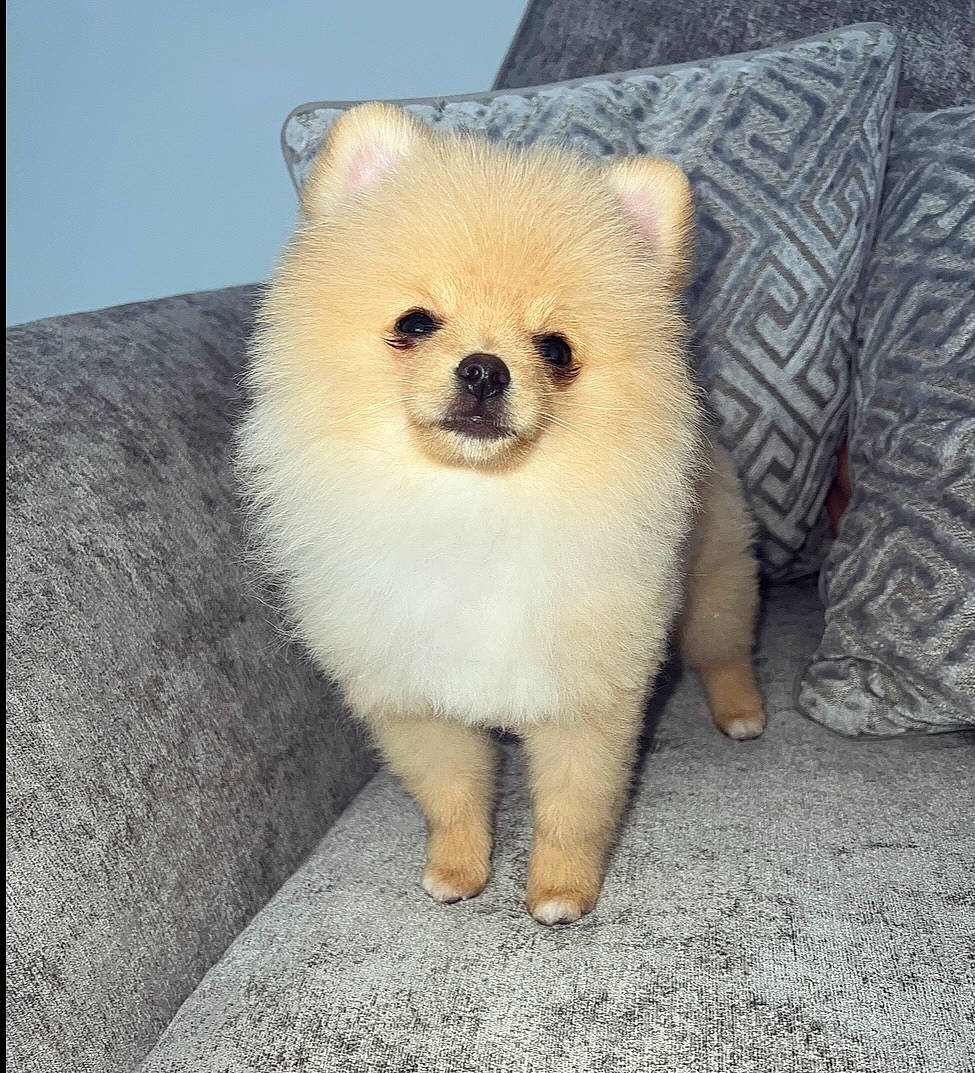 Kenny is registered to the contest to win money with this photo: canidae, carnivore, companion_dog, dog, dog_breed, eye, fawn, fur, german_spitz, german_spitz_mittel, hair, head, human_body, non_sporting_group, snout, spitz, tail, terrestrial_animal, whiskers, wildlife