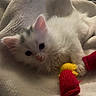 kitten, cat, white_cat, fluffy, pet, toy, knitted_toy, blanket, soft_texture, cute, animal, domestic_animal, young_animal, lying_down, close_up, indoor, cozy, playful, furry, small