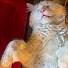 cat, fluffy, white_cat, sleeping, paw, pet, fur, whiskers, indoor, relaxed, cute, animal, domestic_cat, resting, closeup, mammal, feline, cozy, adorable, nap