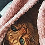 cat, orange_tabby, green_eyes, blanket, pink_blanket, cozy, indoor, pet, fur, whiskers, cute, animal, domestic_cat, closeup, resting, snuggled, soft_texture, comfort, curious, relaxed