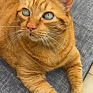 Titeuf a rejoint le concours — aidez-le/la à gagner de superbes lots ! cat, orange_tabby, whiskers, green_eyes, feline, pet, indoor, couch, gray_fabric, close_up, fur, cute, alert, relaxed, paw, animal, mammal, domestic_cat, resting, curious