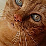 cat, ginger_cat, close_up, whiskers, blue_eyes, feline, pet, animal, fur, portrait, cute, domestic_cat, muzzle, nose, eyes, face, indoor, soft_light, detailed, macro