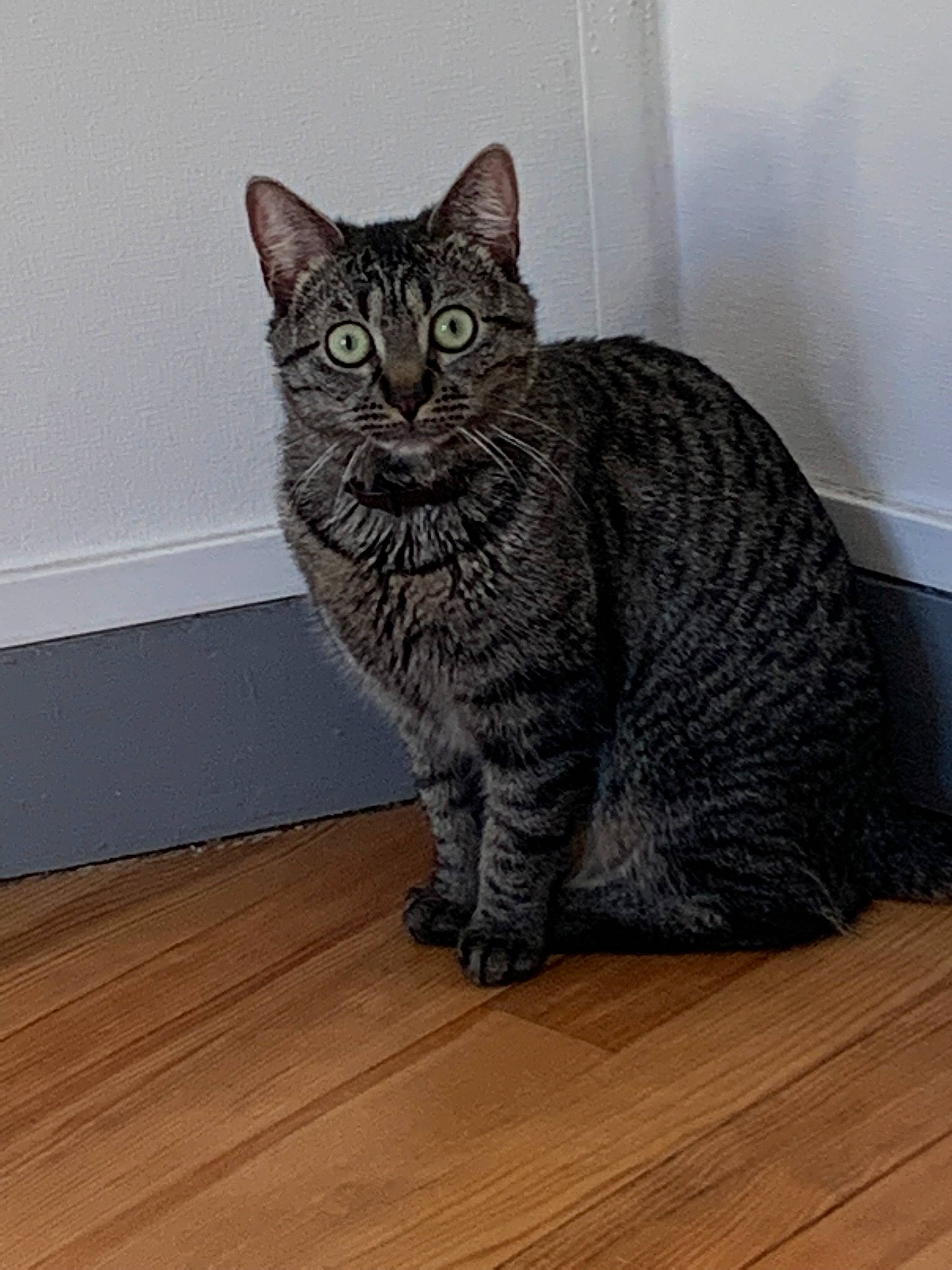 Boulette a rejoint le concours — aidez-le/la à gagner de superbes lots ! carnivore, cat, domestic_short_haired_cat, felidae, flooring, fur, grey, hardwood, laminate_flooring, plank, sitting, small_to_medium_sized_cats, snout, tail, varnish, whiskers, window, wood, wood_flooring, wood_stain