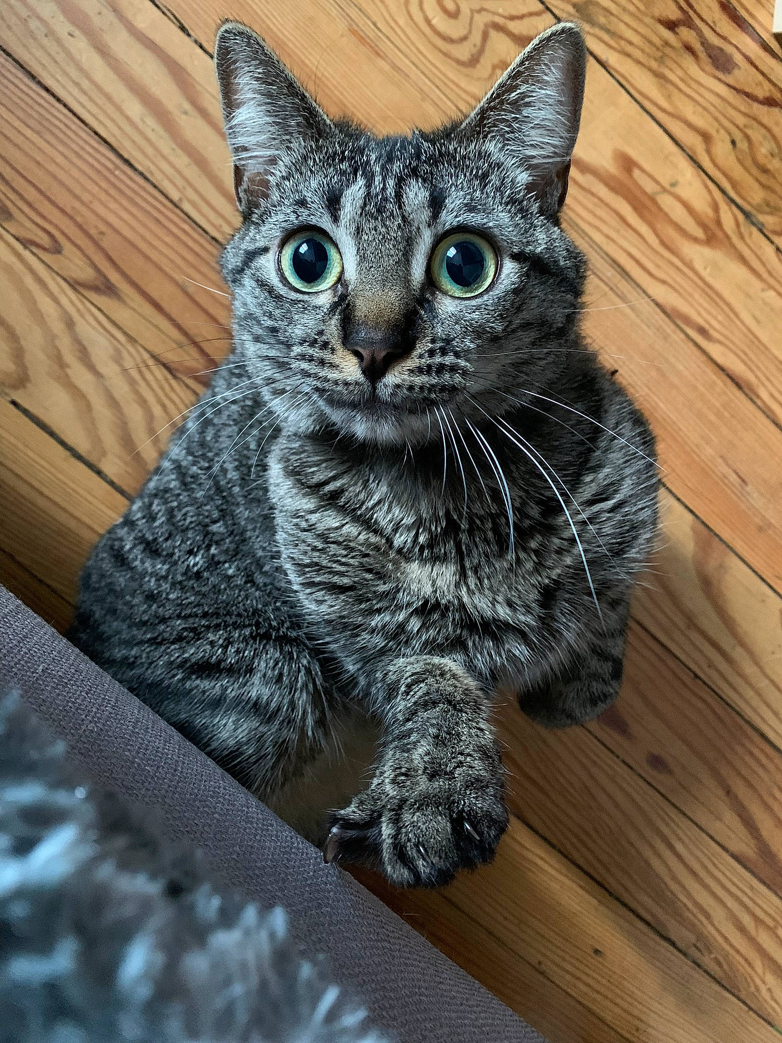 Boulette participe au concours pour gagner de l'argent avec cette photo : carnivore, cat, claw, domestic_short_haired_cat, felidae, fur, grey, hardwood, pattern, paw, plank, sitting, small_to_medium_sized_cats, snout, tail, terrestrial_animal, varnish, whiskers, wood, wood_stain