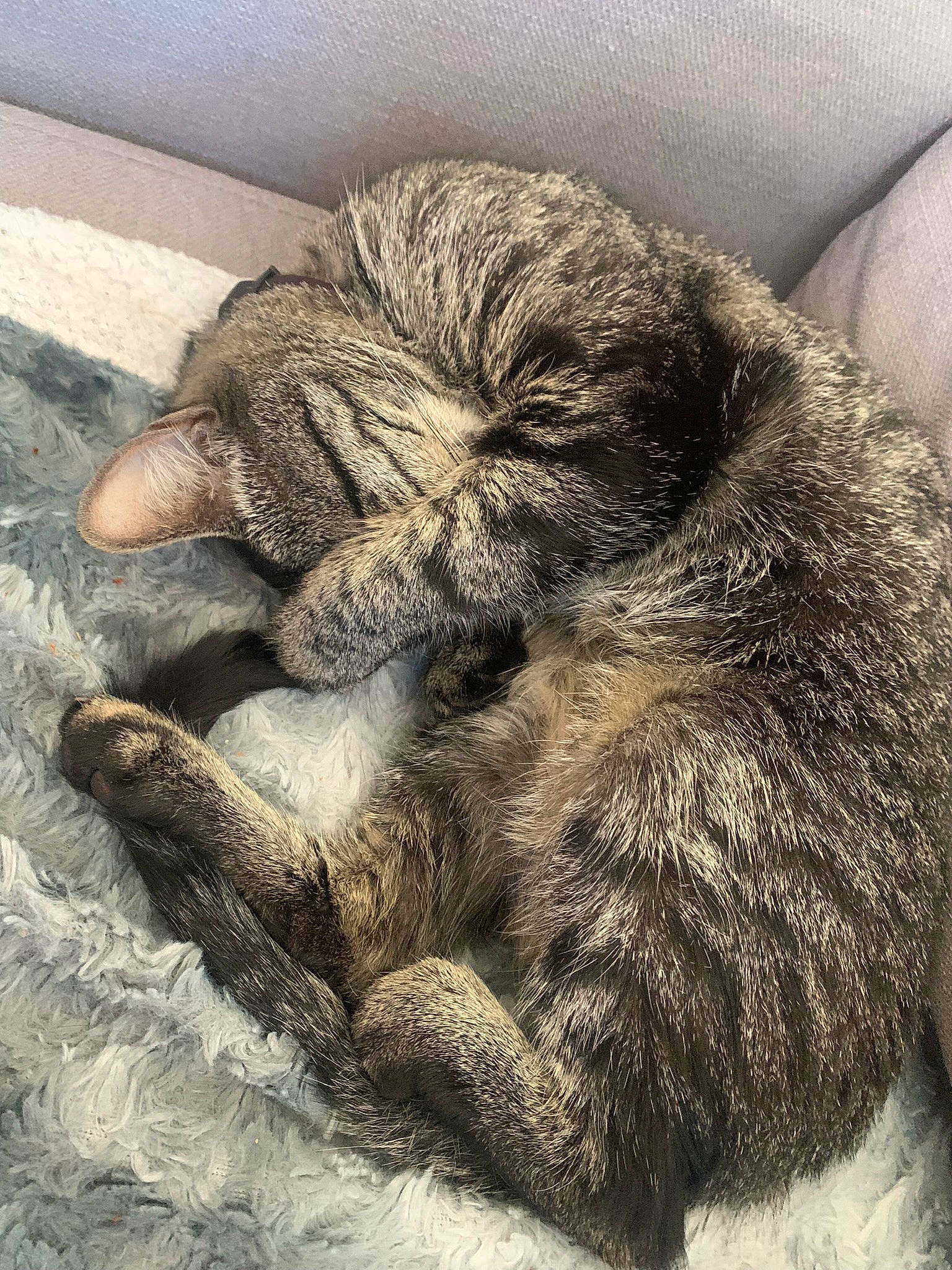 Boulette a rejoint le concours — aidez-le/la à gagner de superbes lots ! claw, comfort, common_chimpanzee, foot, fur, gesture, grey, human_leg, nap, paw, primate, sleep, snout, tail, terrestrial_animal, wildlife, wood, wrinkle