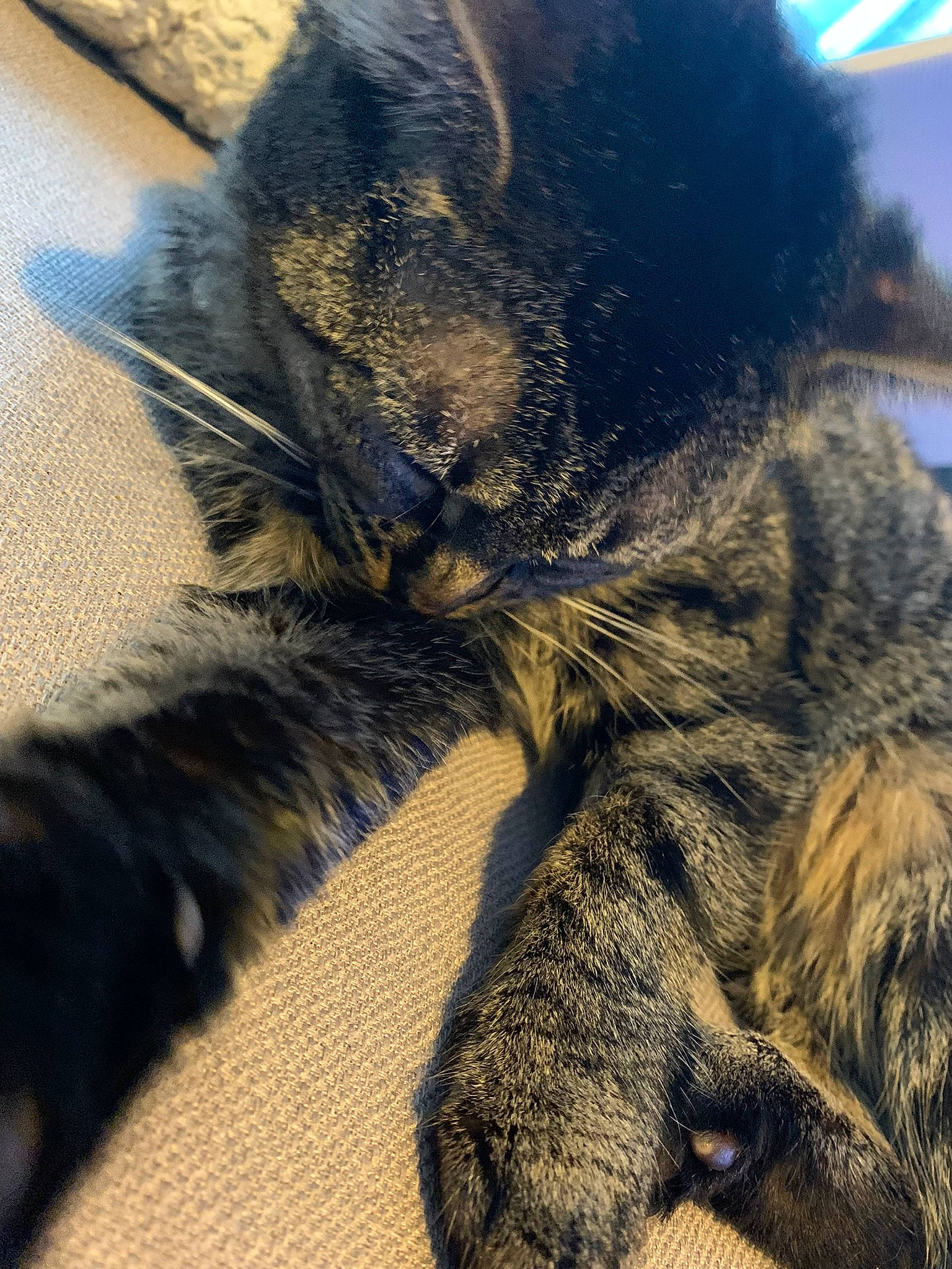 Boulette a rejoint le concours — aidez-le/la à gagner de superbes lots ! carnivore, cat, claw, close_up, comfort, domestic_short_haired_cat, eye, felidae, fur, gesture, grass, human_leg, nap, paw, shadow, small_to_medium_sized_cats, snout, tail, terrestrial_animal, whiskers