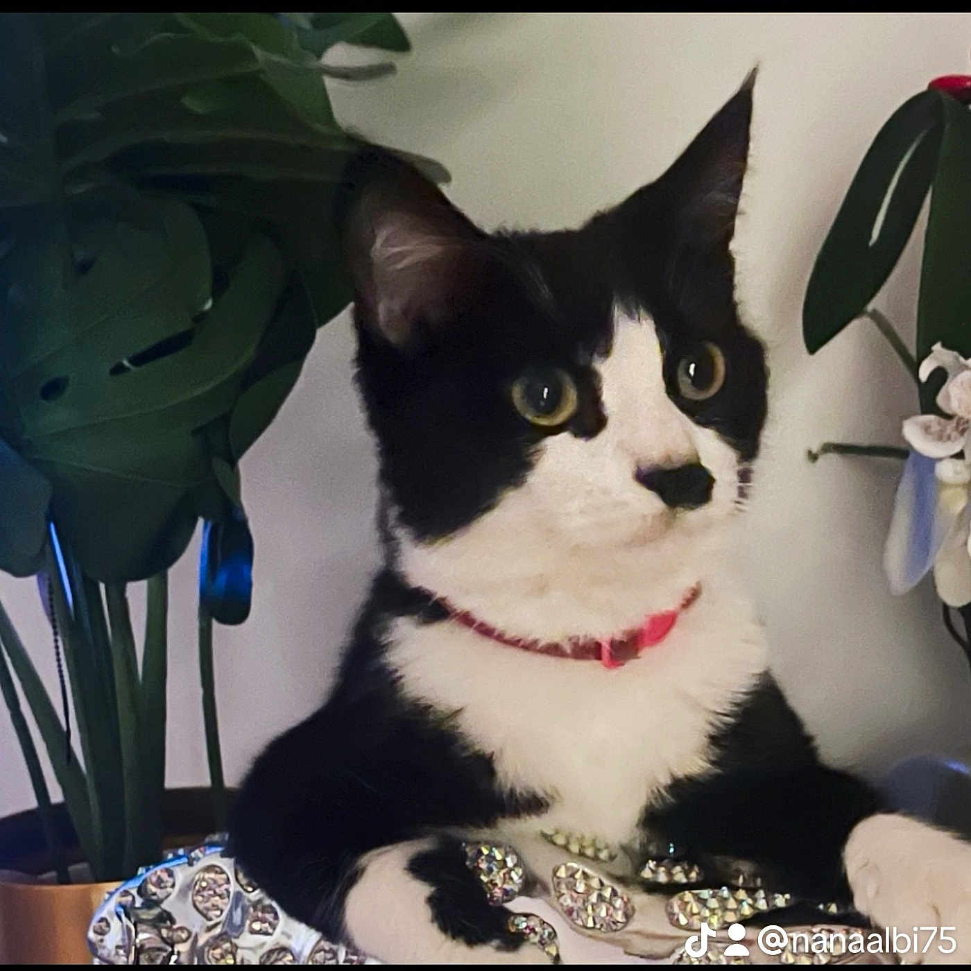Nala participe au concours pour gagner de l'argent avec cette photo : accessories, animal, cat, flower, flowerarrangement, flowerbouquet, geranium, head, ikebana, jar, kitten, leaf, manx, orchid, pet, petal, plant, pottedplant, pottery, vase