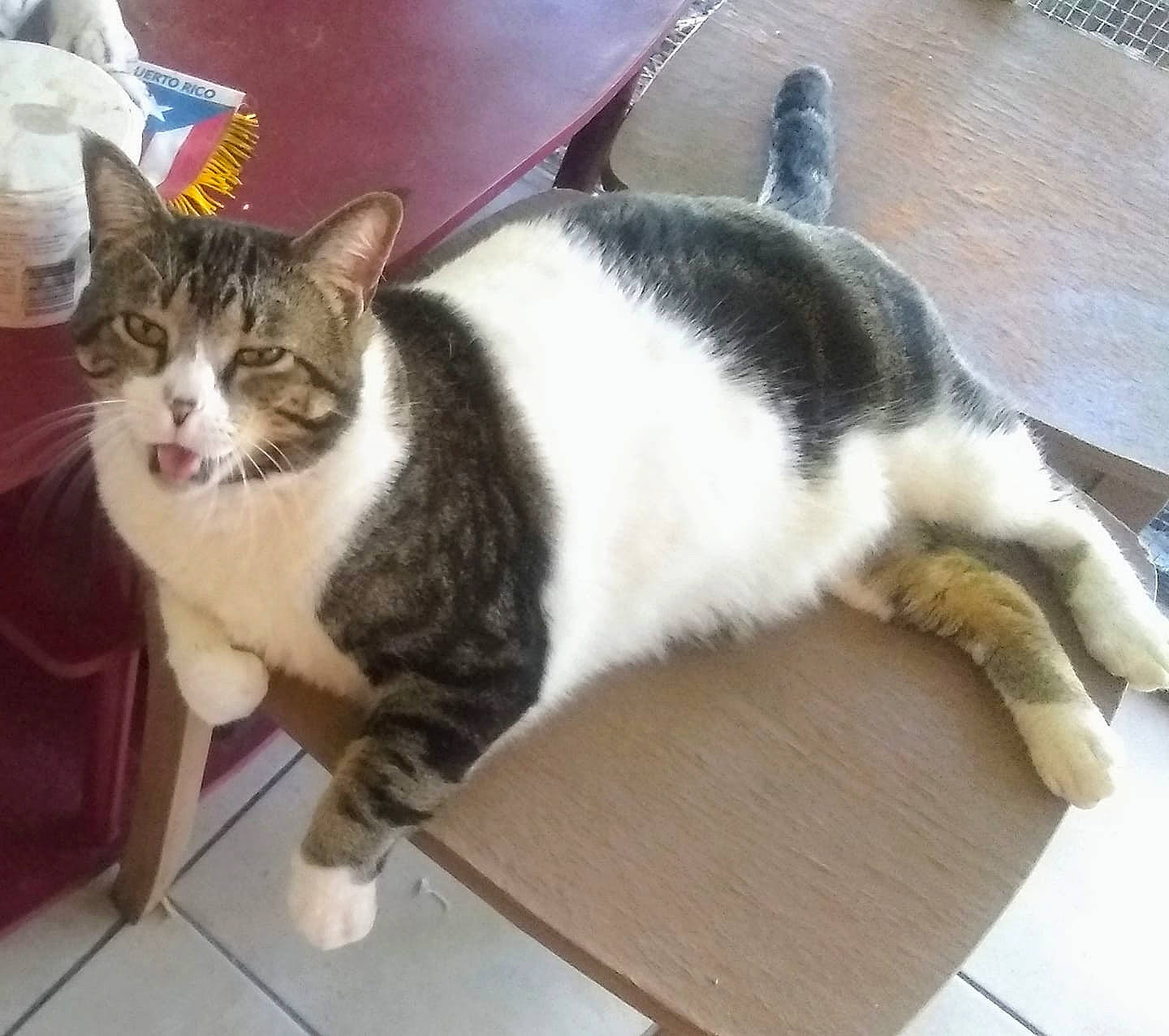 King Trinidad is registered to the contest to win money with this photo: aegean_cat, american_shorthair, american_wirehair, carnivore, cat, domestic_short_haired_cat, european_shorthair, felidae, fur, kitten, mammal, polydactyl_cat, small_to_medium_sized_cats, tabby_cat, tail, whiskers