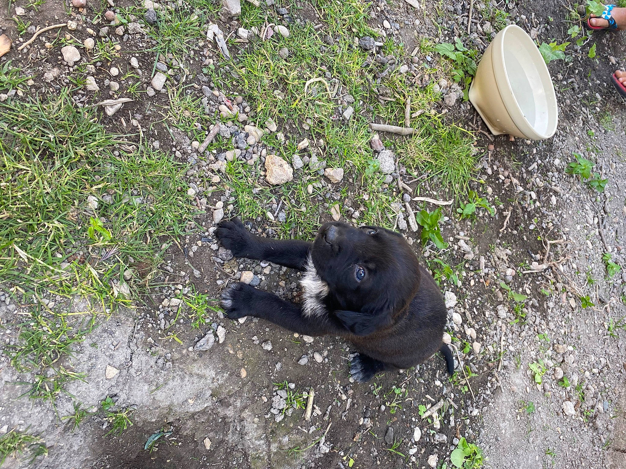 Tazz Et Flash a rejoint le concours — aidez-le/la à gagner de superbes lots ! canidae, carnivore, fawn, grass, sporting_group