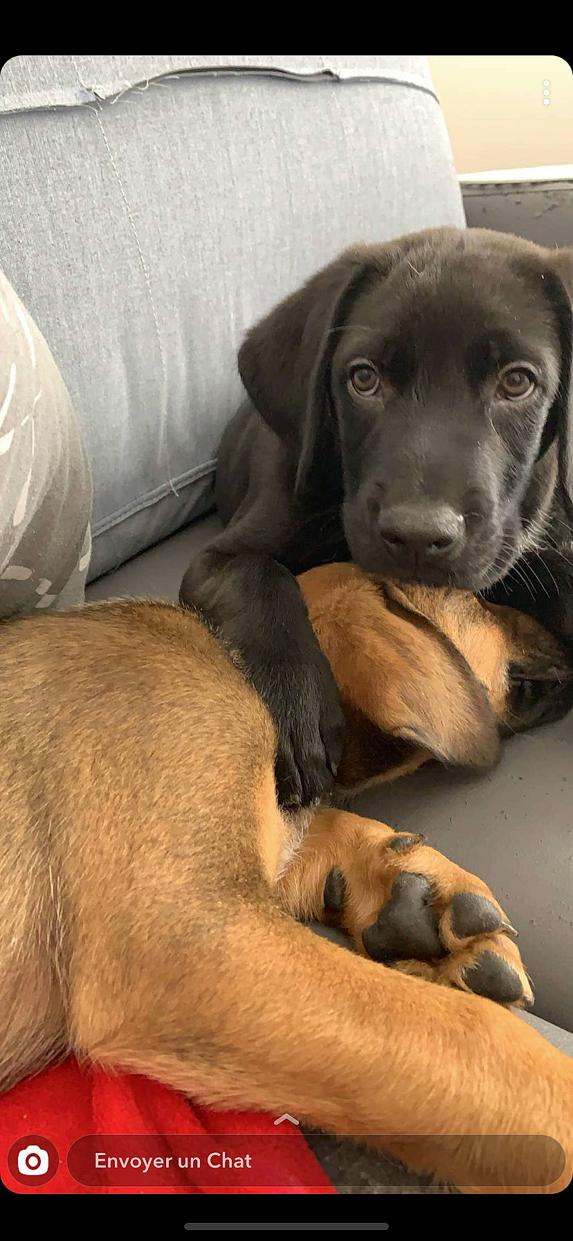 Tazz Et Flash a rejoint le concours — aidez-le/la à gagner de superbes lots ! bavarian_mountain_hound, beagador, canidae, carnivore, dog, dog_breed, fawn, labrador_retriever, mammal, puppy, snout, sporting_group, vertebrate