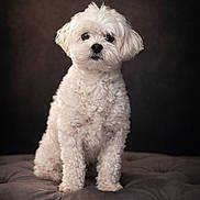 Chiquis is registered to the contest to win money with this photo: dog, white_dog, fluffy, pet, portrait, studio, indoor, cute, small_dog, tufted_surface, calm, curious, animal, furry, sitting, companion, mammal, domestic_animal, soft_lighting, background