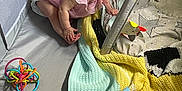Winona is registered to the contest to win money with this photo: baby, child, pink_dress, playpen, toy, blanket, knitted_blanket, colorful_toy, smiling, happy, indoors, floor, crawling, infant, cute, play_area, soft_toys, fabric, childhood, young_child