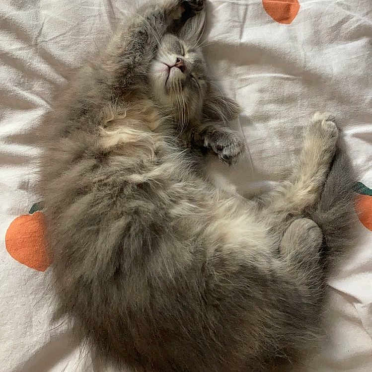 Penguin joined the competition — help win amazing prizes! angora, animal, bed, blanket, cat, citrusfruit, cushion, food, fruit, furniture, homedecor, kitten, manx, orange, person, pet, plant, produce, quilt, sleeping
