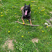 Priska participe au concours pour gagner de l'argent avec cette photo : dog, grass, flowers, yellow_flowers, white_flowers, stick, outdoor, nature, tongue_out, canine, animal, pet, playful, greenery, summer, relaxed, happy, ear_up, muzzle, lying_down