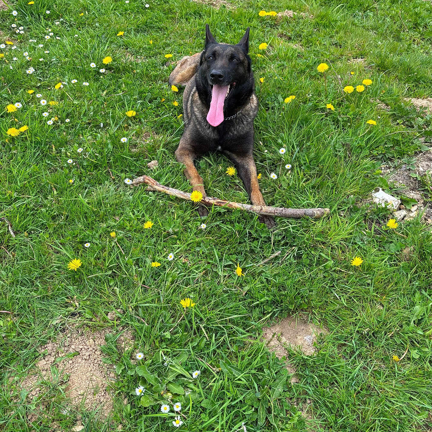 Priska participe au concours pour gagner de l'argent avec cette photo : animal, canine, dog, ear_up, flowers, grass, greenery, happy, lying_down, muzzle, nature, outdoor, pet, playful, relaxed, stick, summer, tongue_out, white_flowers, yellow_flowers