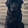 dog, black_dog, fluffy_fur, sitting, outdoor, fence, wooden_fence, pet, animal, canine, portrait, calm, guarding, nature, fur, mammal, companion, domestic_animal, closeup, quiet
