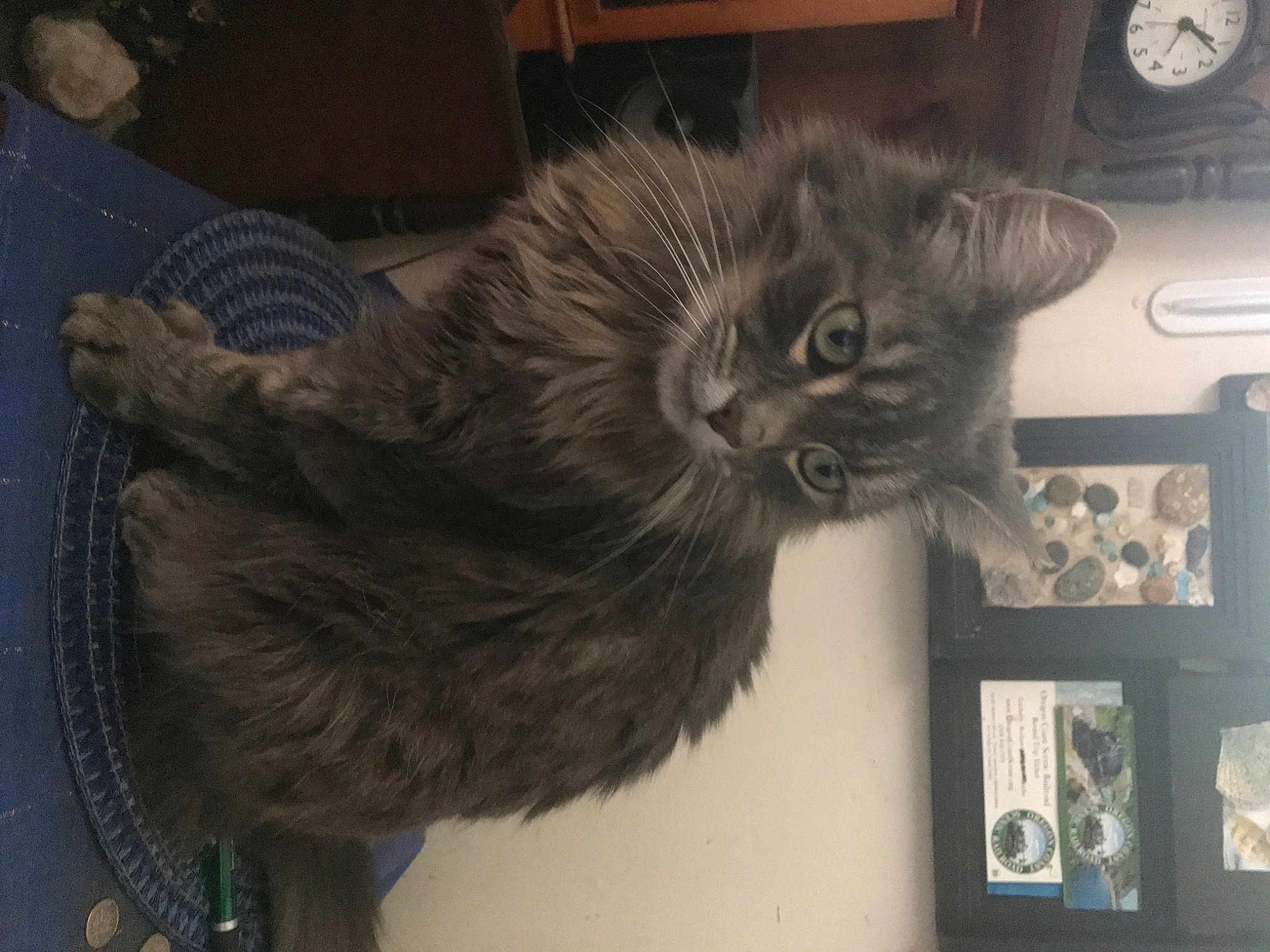 Fofo