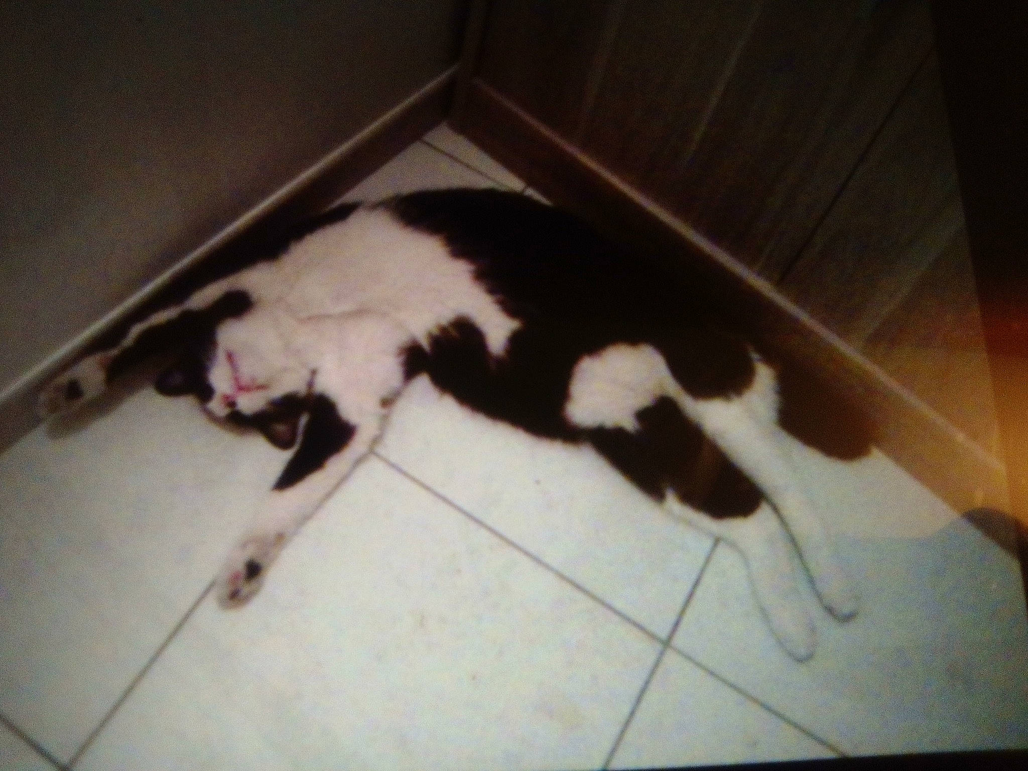 Rebel participe au concours pour gagner de l'argent avec cette photo : carnivore, cat, comfort, dog_breed, domestic_short_haired_cat, felidae, floor, flooring, fur, hardwood, metal, paw, photo_caption, rectangle, room, small_to_medium_sized_cats, square, tail, whiskers, wood