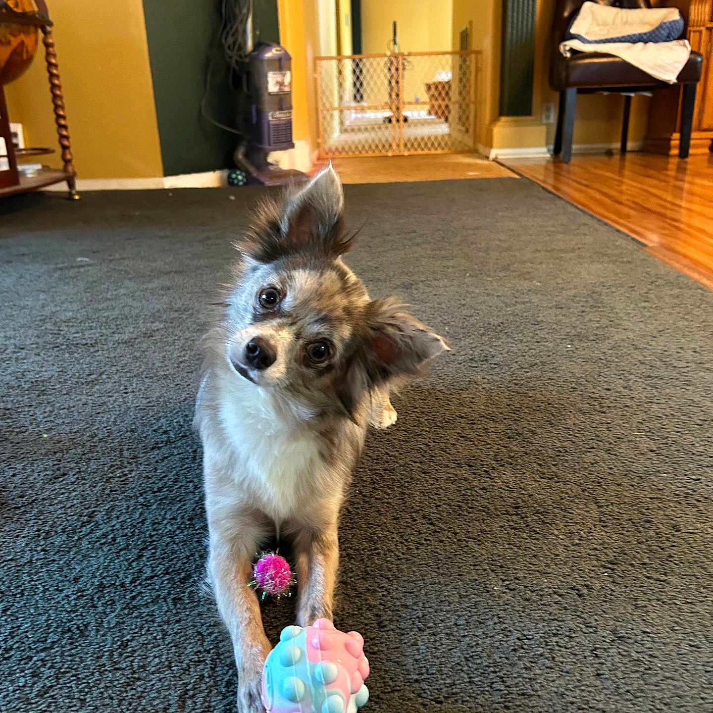 Max joined the competition — help win amazing prizes! animal, baby_gate, blanket, carpet, chair, colorful_toy, curious, dog, floor, furniture, home, indoor, looking, pet, pet_toy, playing, small_dog, toy, vacuum_cleaner, wood_floor