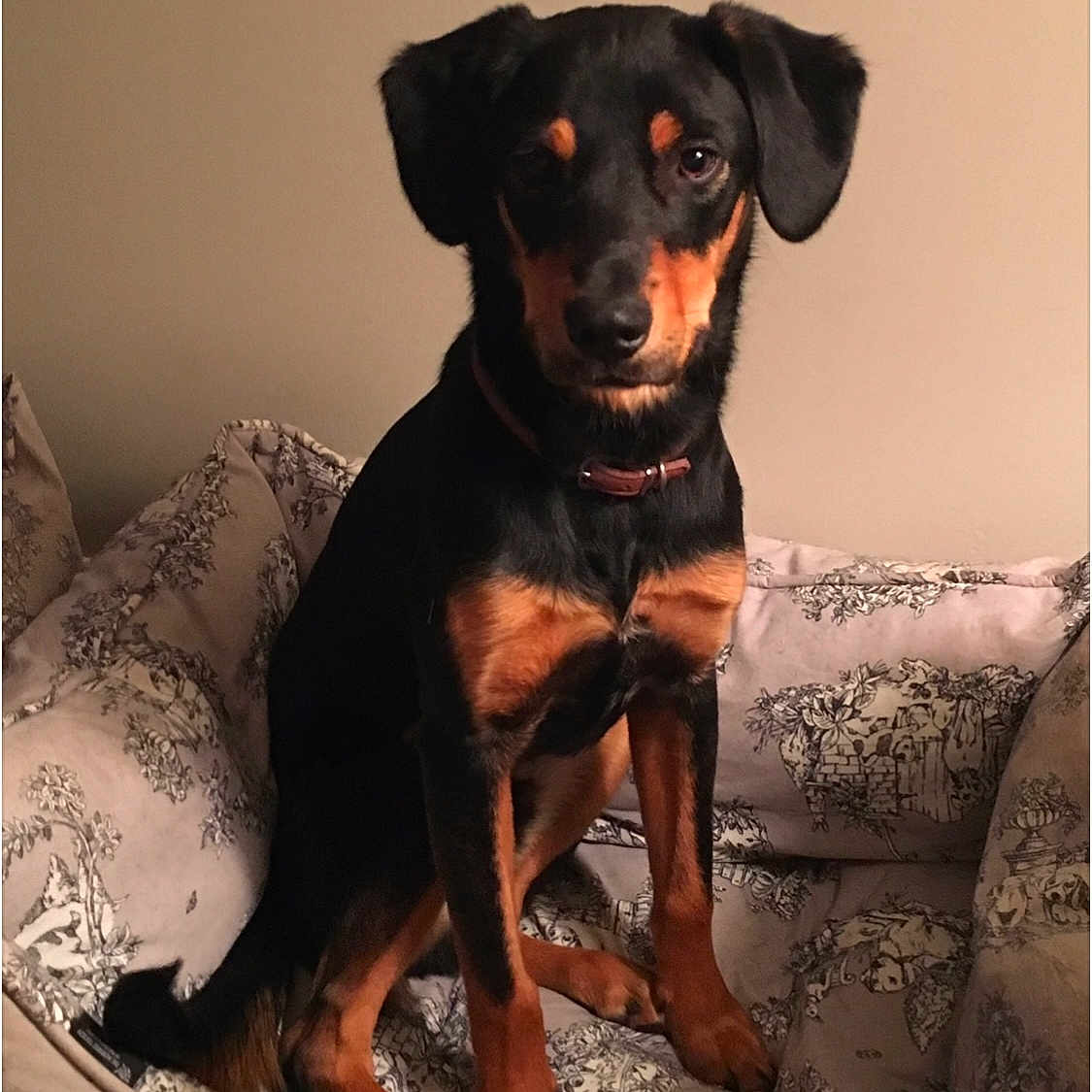Thor joined the competition — help win amazing prizes! animal, appenzeller, architecture, building, canine, chair, couch, cushion, dog, furniture, head, homedecor, hound, indoors, labradorretriever, livingroom, person, pet, puppy, room