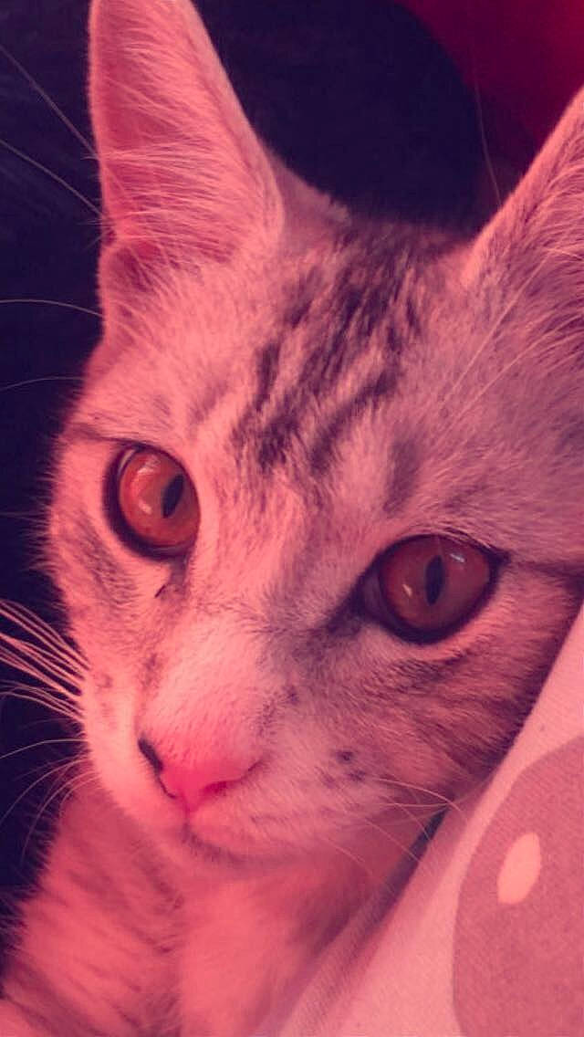 Elliot participe au concours pour gagner de l'argent avec cette photo : art, carnivore, cat, darkness, domestic_short_haired_cat, ear, electric_blue, felidae, fur, head, illustration, iris, nose, paw, sky, small_to_medium_sized_cats, snout, square, whiskers, window