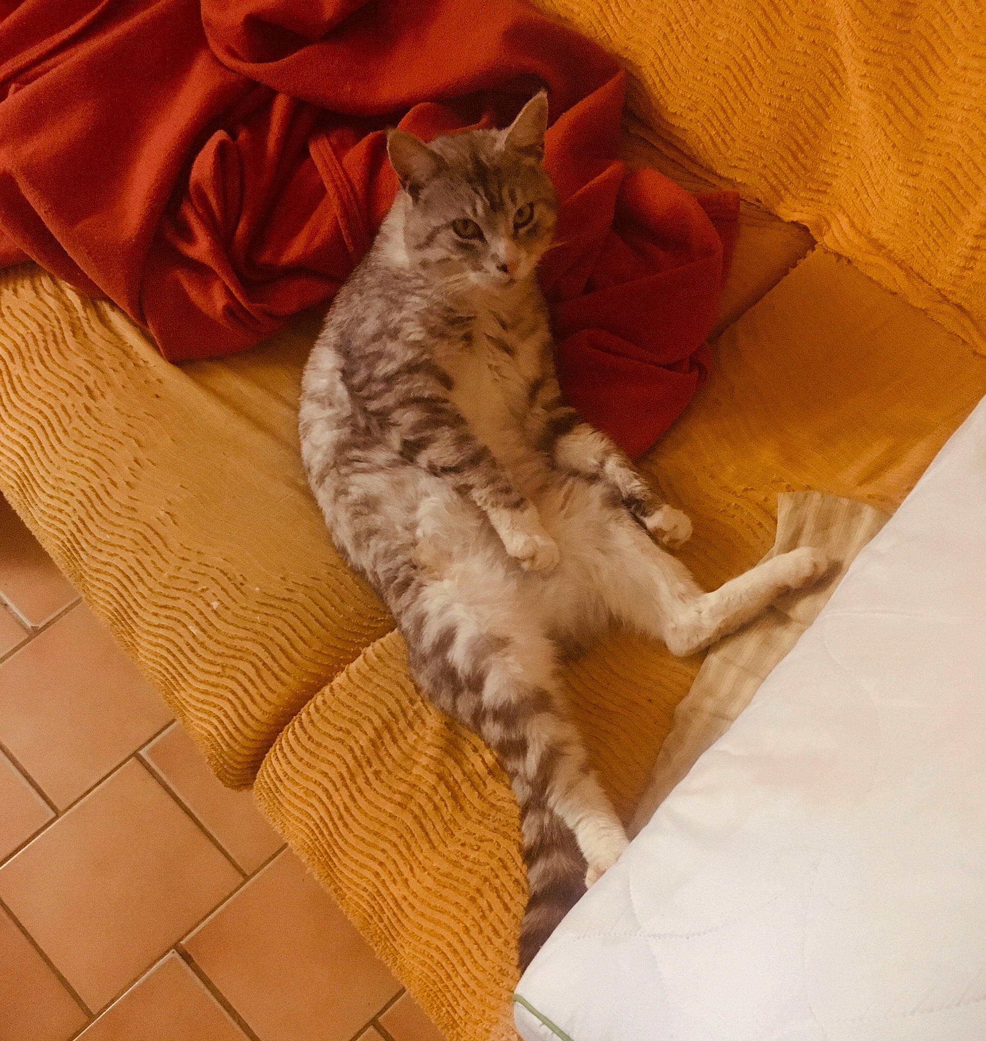 Elliot participe au concours pour gagner de l'argent avec cette photo : bed_sheet, carnivore, cat, claw, comfort, domestic_short_haired_cat, fawn, felidae, flooring, fur, grey, hardwood, human_leg, linens, paw, sitting, small_to_medium_sized_cats, tail, whiskers, wood