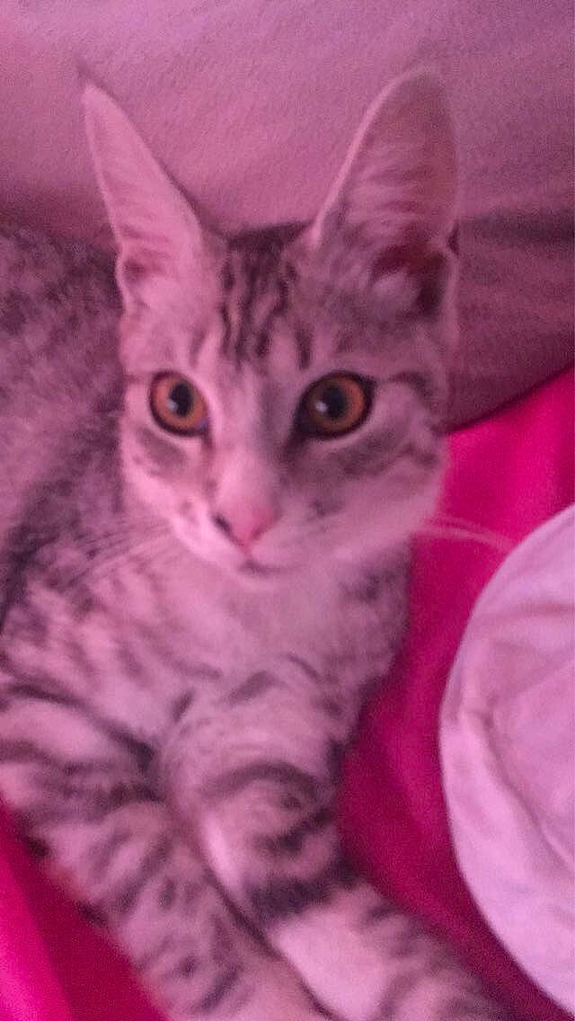 Elliot a rejoint le concours — aidez-le/la à gagner de superbes lots ! art, carnivore, cat, comfort, domestic_short_haired_cat, felidae, fur, magenta, paint, paw, pink, small_to_medium_sized_cats, snout, tail, whiskers, window