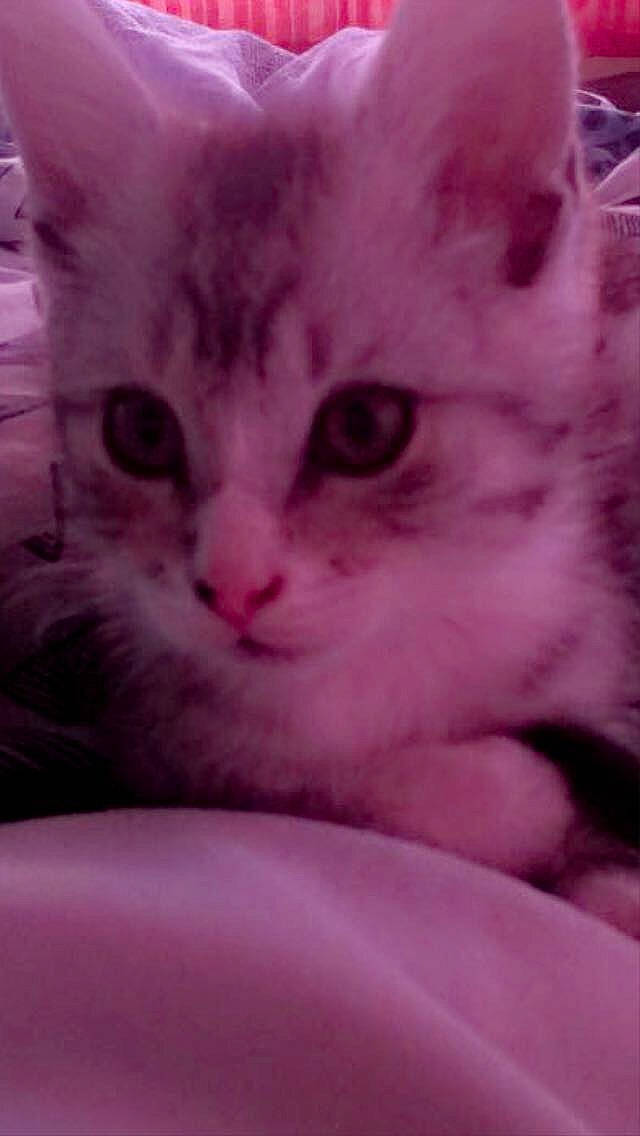 Elliot participe au concours pour gagner de l'argent avec cette photo : carnivore, cat, comfort, domestic_short_haired_cat, felidae, fur, magenta, paw, pink, small_to_medium_sized_cats, whiskers