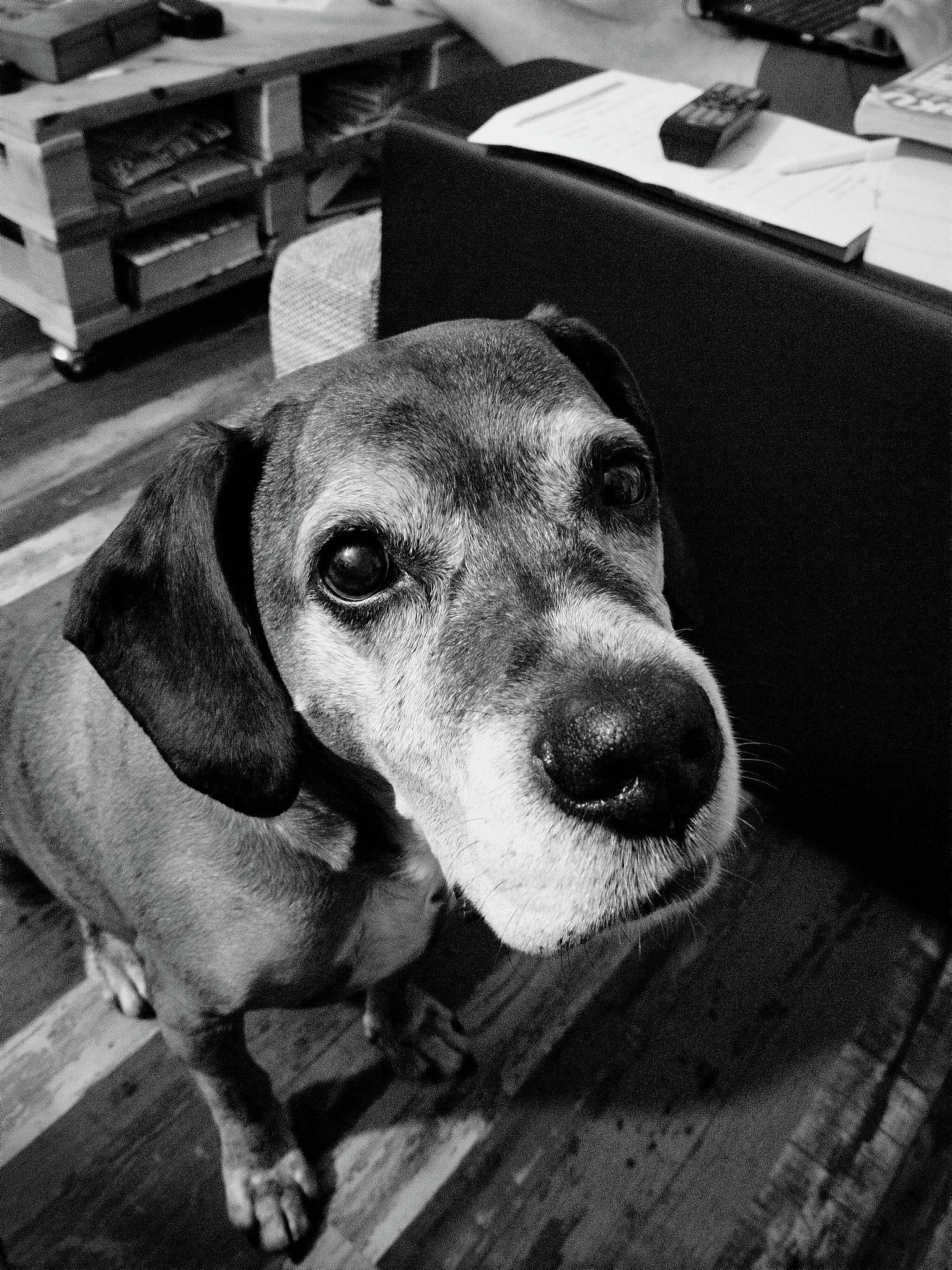 Fun a rejoint le concours — aidez-le/la à gagner de superbes lots ! black, black_and_white, carnivore, chair, collar, companion_dog, dog, dog_breed, eye, fur, monochrome, monochrome_photography, pet_supply, selfie, snout, sporting_group, style, whiskers, white, working_animal