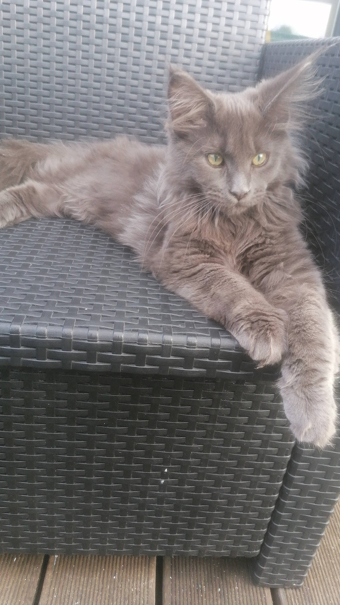 Shadow a rejoint le concours — aidez-le/la à gagner de superbes lots ! animal_shelter, basket, cage, carnivore, cat, cat_supply, claw, domestic_short_haired_cat, fawn, felidae, fur, grey, mesh, paw, sitting, small_to_medium_sized_cats, snout, tail, whiskers, wood