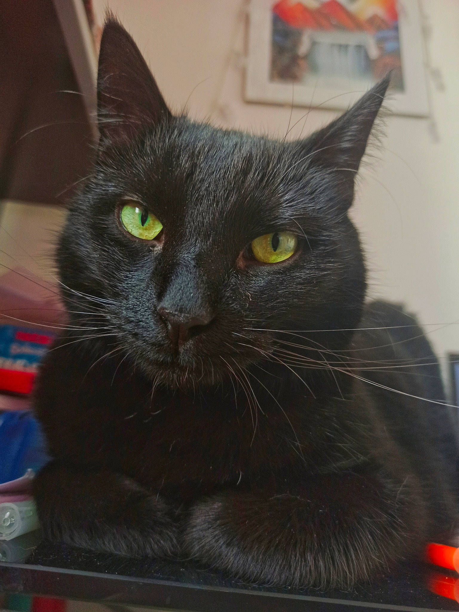 Mitsu a rejoint le concours — aidez-le/la à gagner de superbes lots ! asian, black_cat, bombay, carnivore, cat, domestic_short_haired_cat, felidae, korat, mammal, small_to_medium_sized_cats, snout, whiskers