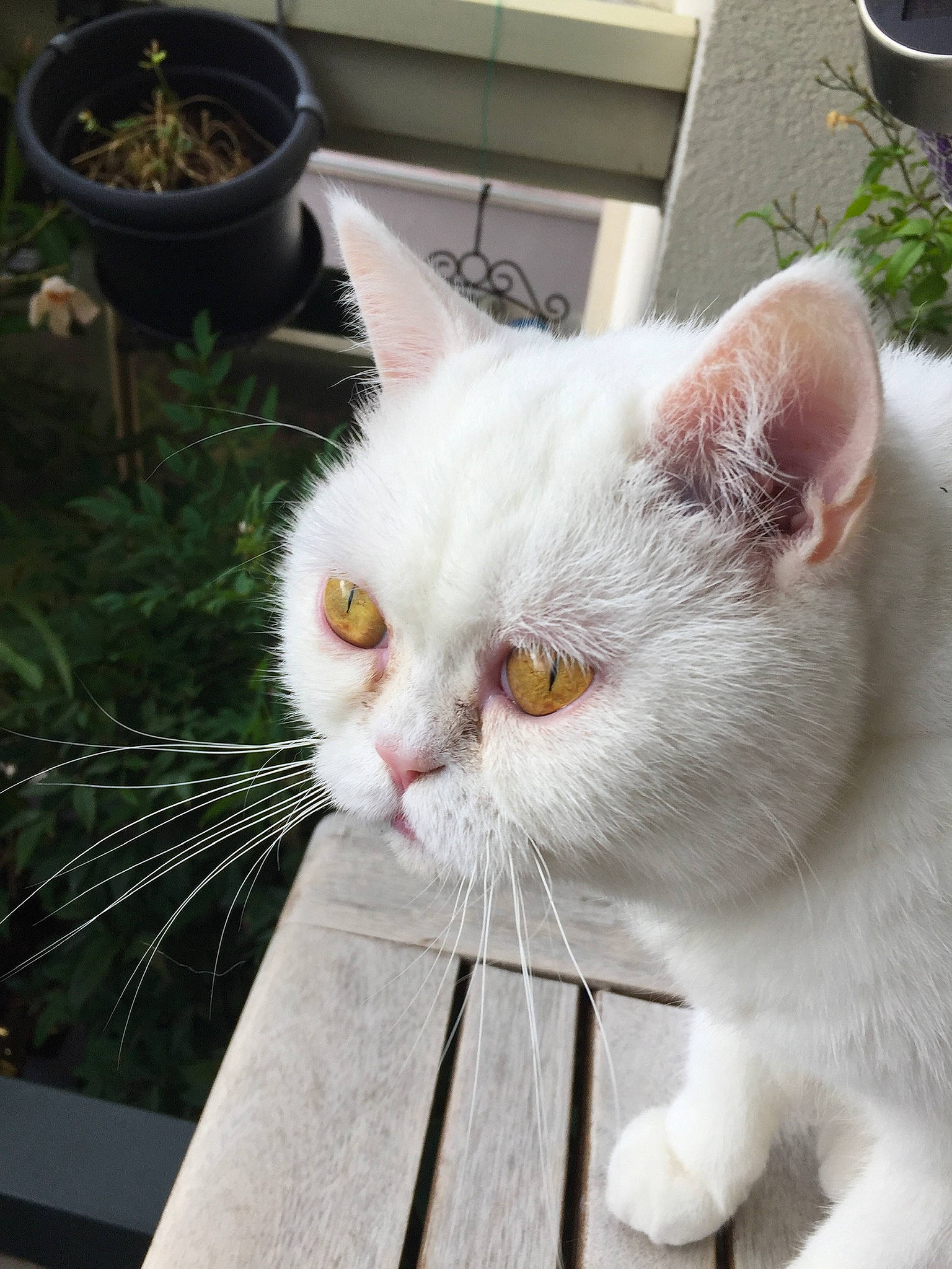 Piper participe au concours pour gagner de l'argent avec cette photo : carnivore, cat, conifer, domestic_short_haired_cat, felidae, flowerpot, fur, houseplant, plant, small_to_medium_sized_cats, snout, tableware, tail, whiskers, window, wood