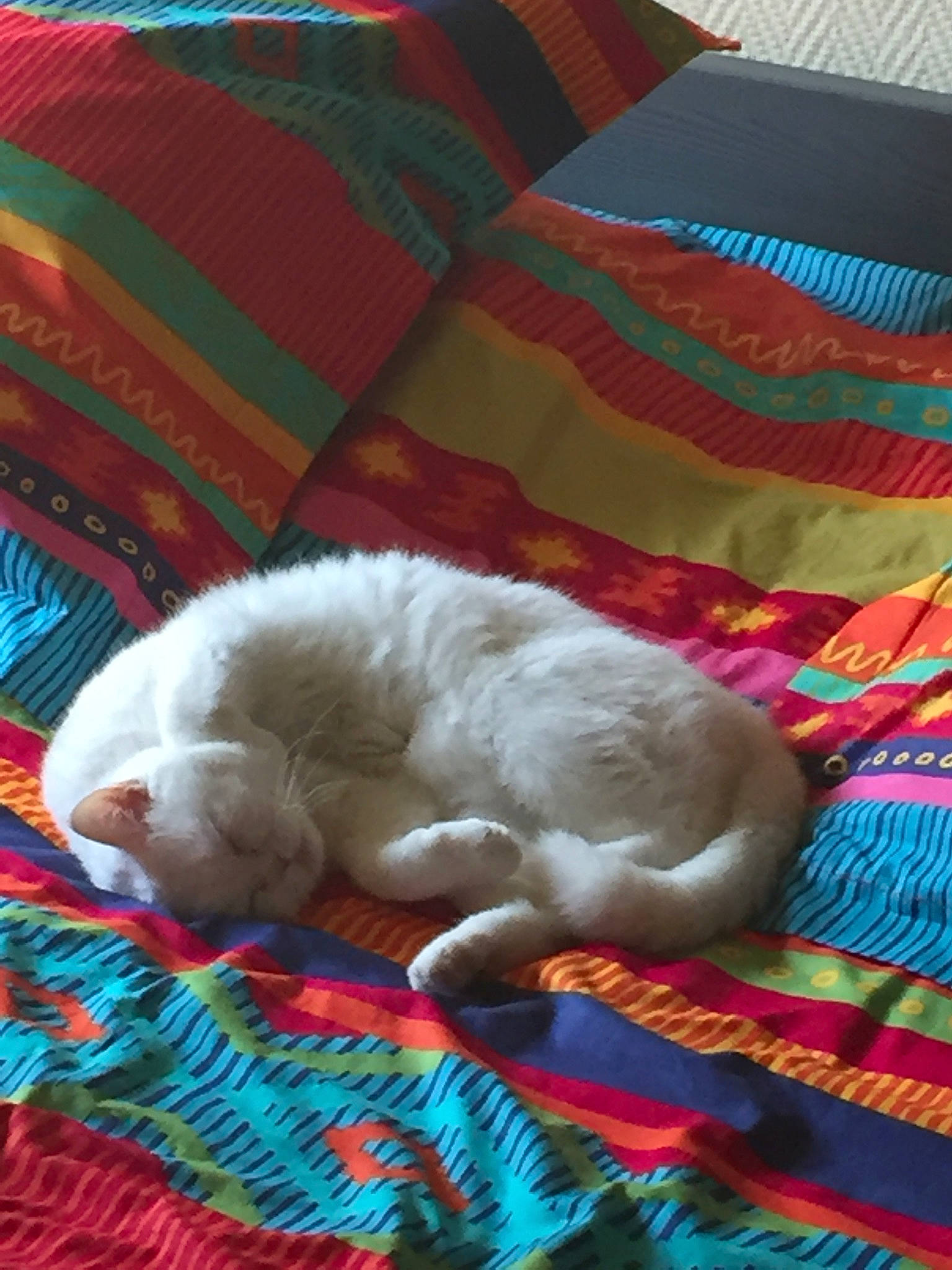 Piper participe au concours pour gagner de l'argent avec cette photo : carnivore, carpet, cat, cat_bed, cat_supply, comfort, companion_dog, dog_breed, felidae, fur, linens, magenta, nap, pattern, pet_supply, small_to_medium_sized_cats, sporting_group, tail, textile, whiskers