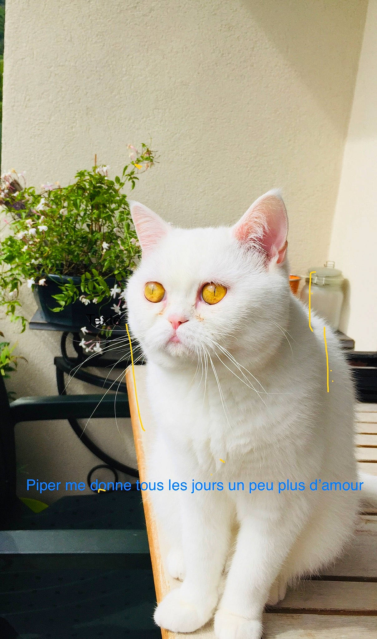 Piper participe au concours pour gagner de l'argent avec cette photo : carnivore, cat, domestic_short_haired_cat, felidae, flowerpot, fur, gesture, herb, houseplant, paw, photo_caption, plant, small_to_medium_sized_cats, snout, tail, whiskers, window