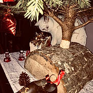 Pipy participe au concours pour gagner de l'argent avec cette photo : cat, white_cat, christmas_tree, pine_branch, log, wooden_clogs, red_ribbon, pinecone, snowman_figurine, holiday_decor, tablecloth, indoor, festive, ornament, closeup, curious, pet, animal, nature, wood
