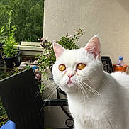 Pipy a rejoint le concours — aidez-le/la à gagner de superbes lots ! amber_eyes, animal, balcony, cat, chair, closeup, curious, daylight, domestic_cat, ears, fur, furniture, greenery, nature, outdoor, pet, plants, portrait, whiskers, white_cat