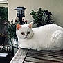 cat, white_cat, animal, pet, outdoor, table, wood, plant, potted_plant, garden, lamp, relaxing, fur, cute, domestic_animal, nature, leisure, still_life, eyes, face