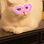Pipy participe au concours pour gagner de l'argent avec cette photo : animal, cat, cute, decor, digital_filter, ears, flower, fluffy, furniture, glasses_filter, heart_shaped_glasses, indoor, nose, pet, relaxed, table, vase, whiskers, white_cat, yellow_chair